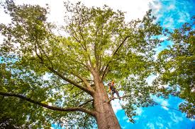 Best Tree and Shrub Care  in Cactus Flats, AZ