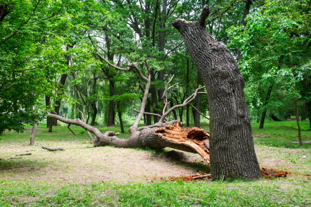 Best Tree Preservation Services  in Cactus Flats, AZ