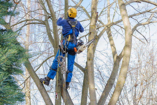 Trusted Cactus Flats, AZ Tree Care Experts