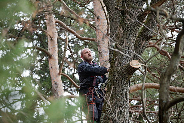 Best Tree Risk Assessment  in Cactus Flats, AZ