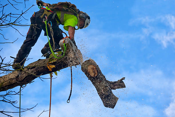 Best Tree Cabling and Bracing  in Cactus Flats, AZ